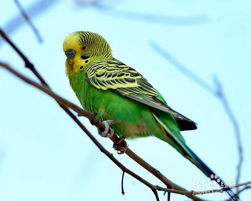 怎样分辨虎皮鹦鹉的公母雌雄