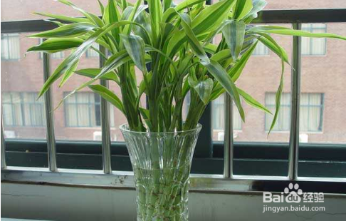 富贵竹如何养
