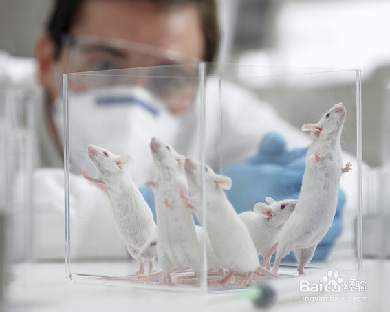 SPF级动物实验室建设要求SICOLAB