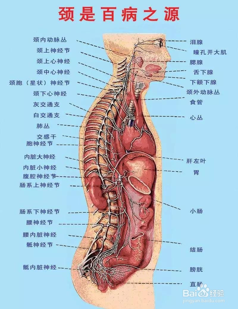 颈椎病如何引起头疼