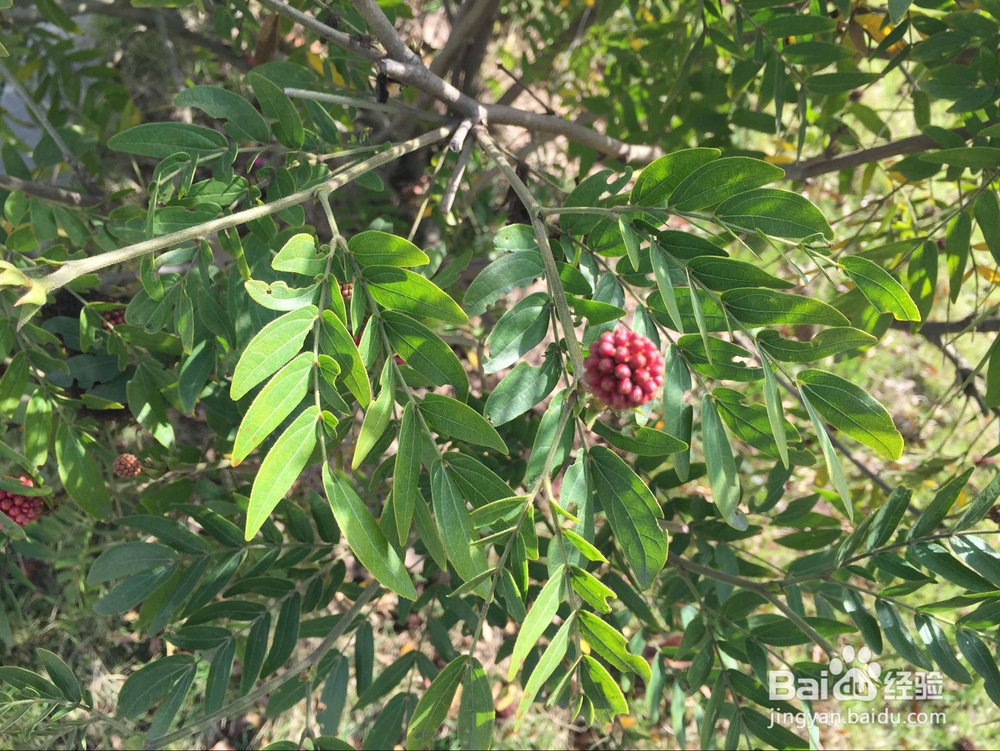 朱缨花要如何养护