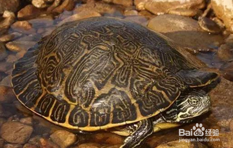 甜甜圈龟怎么养