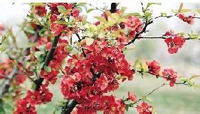 春季咽炎引起的咳嗽