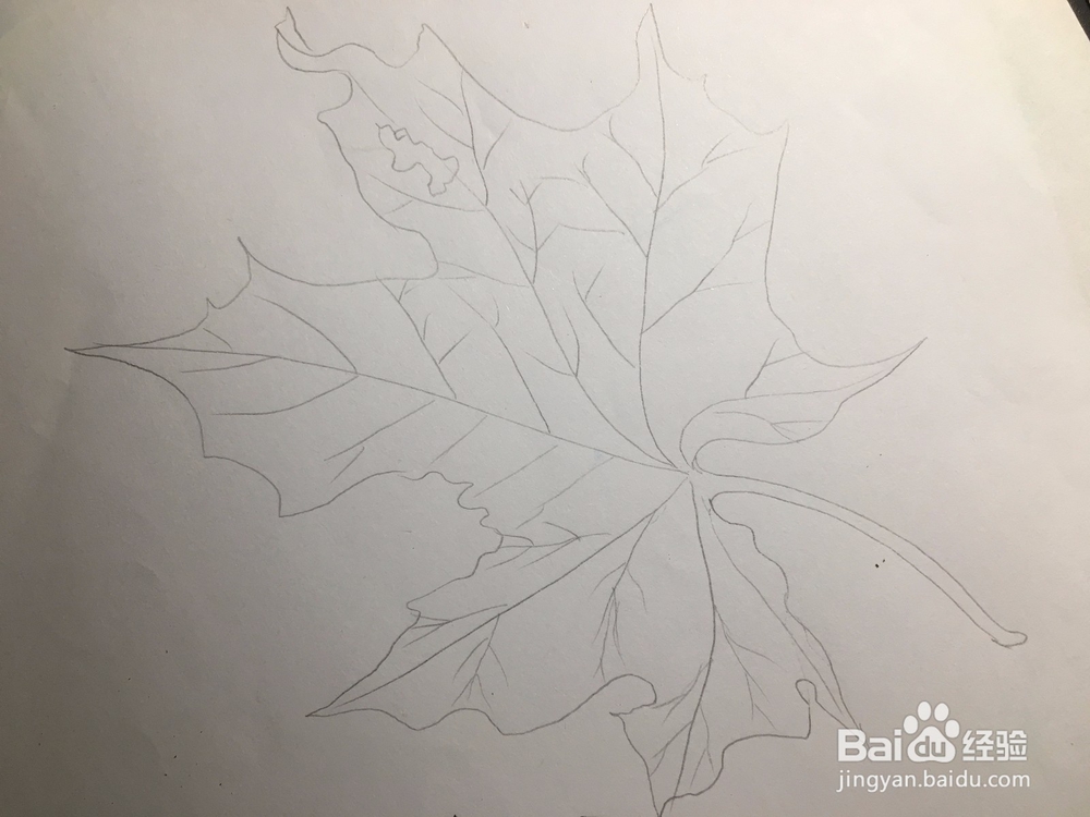 教你画一片枫叶 枫叶的画法 枫叶简笔画