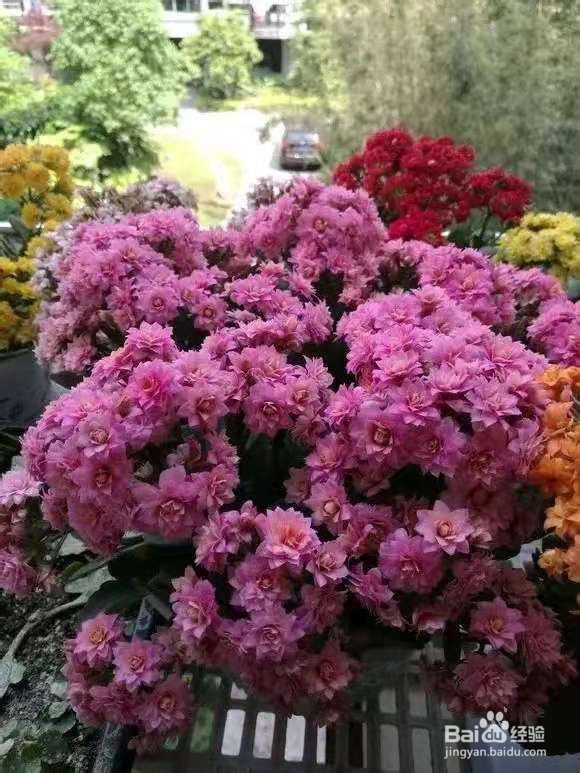 养花别乱换盆，否则黄叶枯萎不开花，越长越差