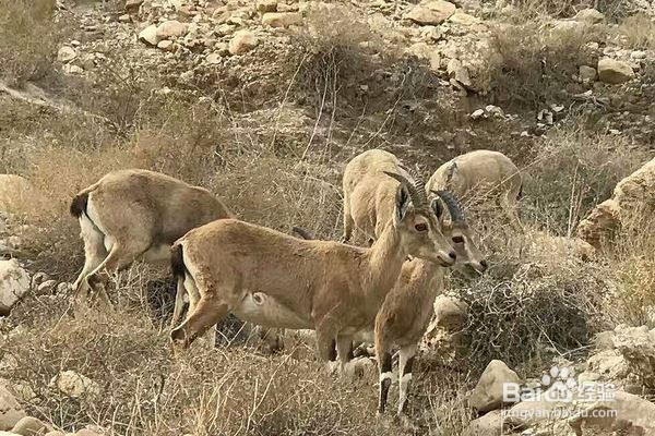 死海不死,尽是浪漫的漂浮