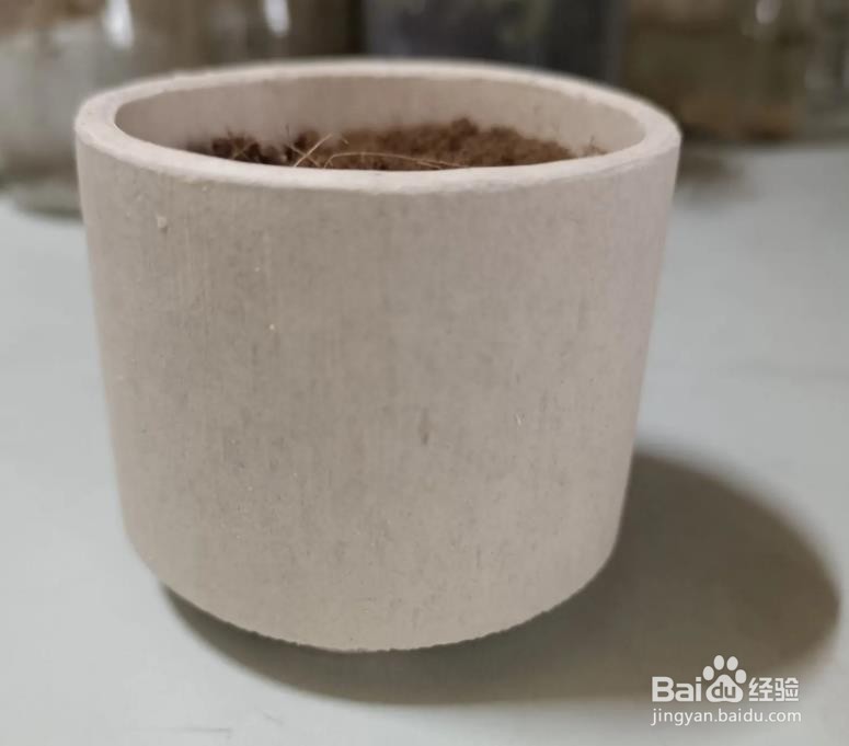 新手养多肉植物的步骤