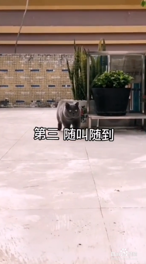 猫咪对主人特别宠爱的行为表现