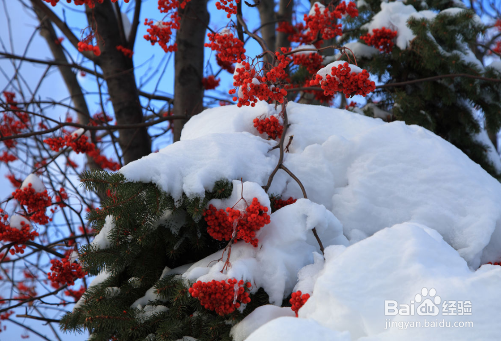 冬天如何给花草过冬