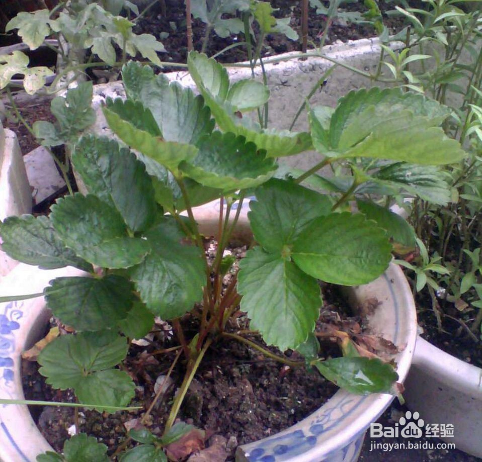 如何简单种植草莓