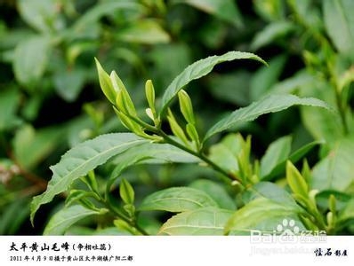 云南佤族和普洱茶