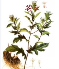 山茱萸的药用价值有哪些