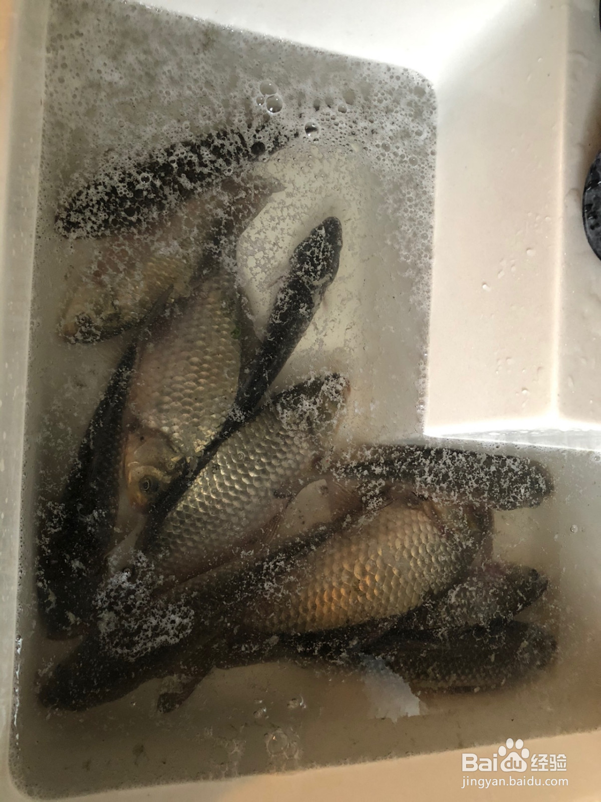 椒傲的鲫鱼的做法