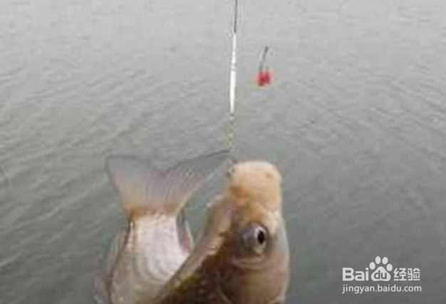 钓鱼怎么看浮漂？什么漂相提竿中鱼