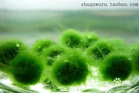 Marimo 海藻球怎么养 百度经验 Marimo 海藻球怎么养 百度经验