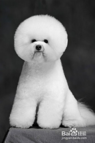 购买比熊犬的购买要点