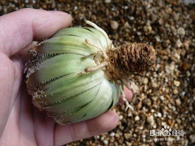 新手怎么挑选多肉 买多肉植物要注意什么