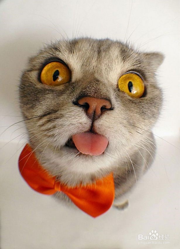 最红萌宠超可爱的折耳猫