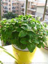 这些药食两用植物适合家中养