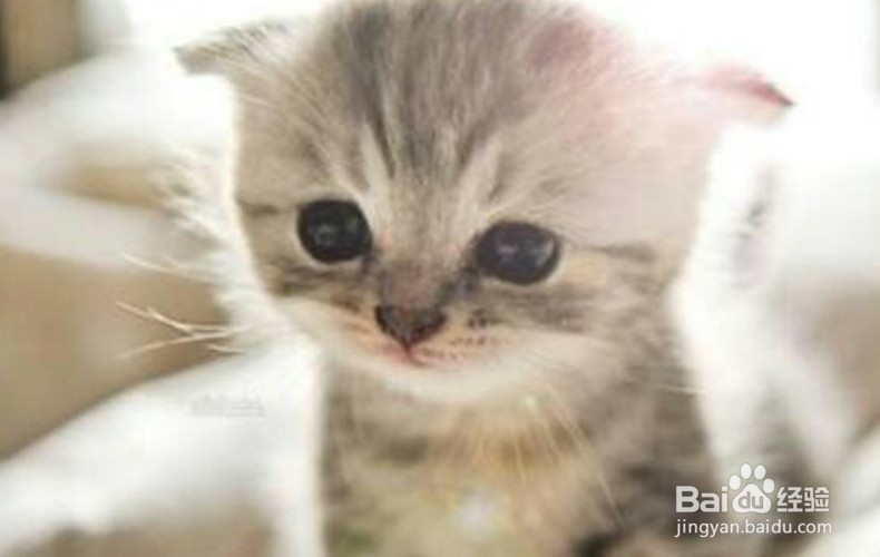 不小心被猫咪抓了怎么办?怎么处理?