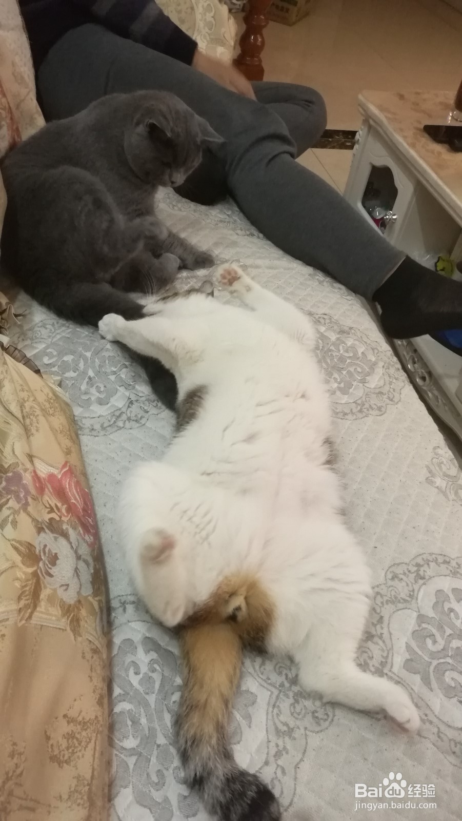 如何让猫咪臣服