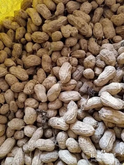 养君子兰，盆边撒点“小东西”，不施肥，开爆盆