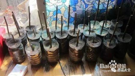 路边剪个枝，插土里就活，1年结果200个