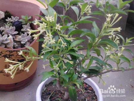 6种专门挑晚上开的花，除了夜来香，你还知道几种？