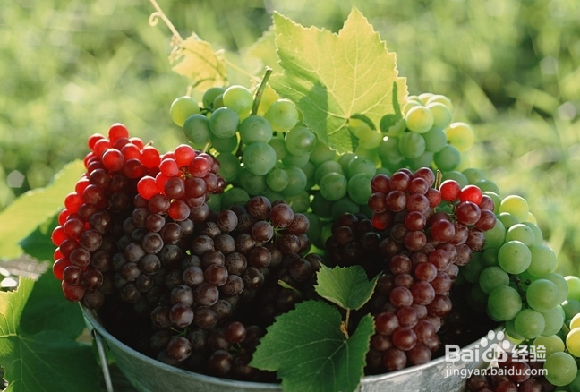 葡萄怎么洗才干净