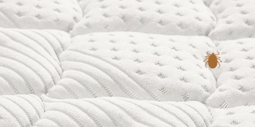 明明你是最爱干净的,怎么家里就有臭虫了呢?