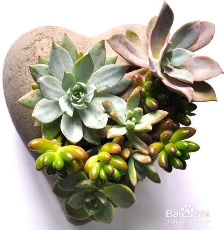 就知道用绿萝吸甲醛,这几种植物净化空气比绿萝好几倍!