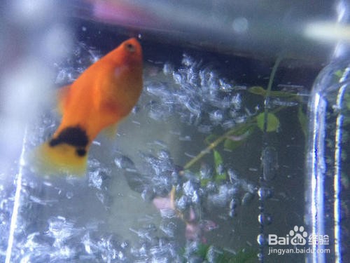 怎么判断米奇鱼生完了