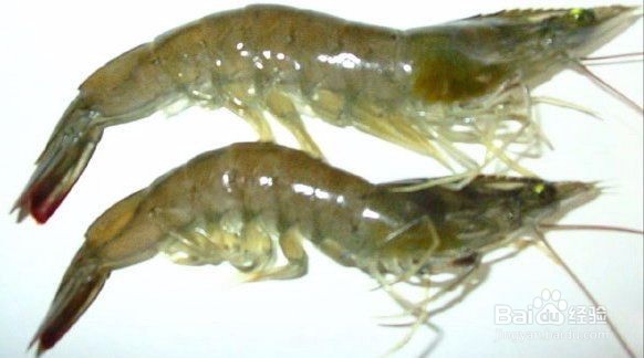 怎样把握养殖对虾收获的时机