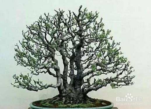 插花枝条弯曲的方法