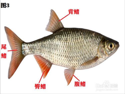 鱼的胸鳍有什么作用 百度经验
