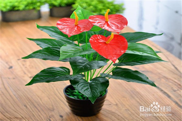 红掌怎么养和注意事项