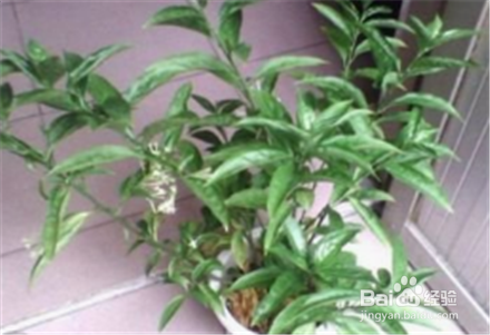 夏季阳台花卉管理