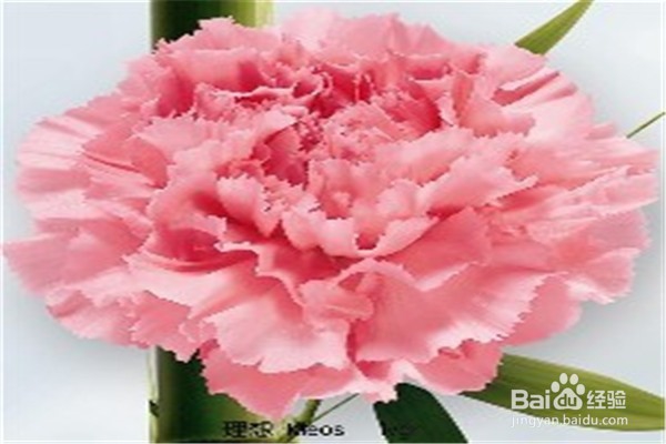 康乃馨的养殖技巧和注意事项有什么?