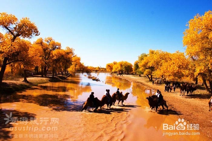 额济纳旅游攻略　