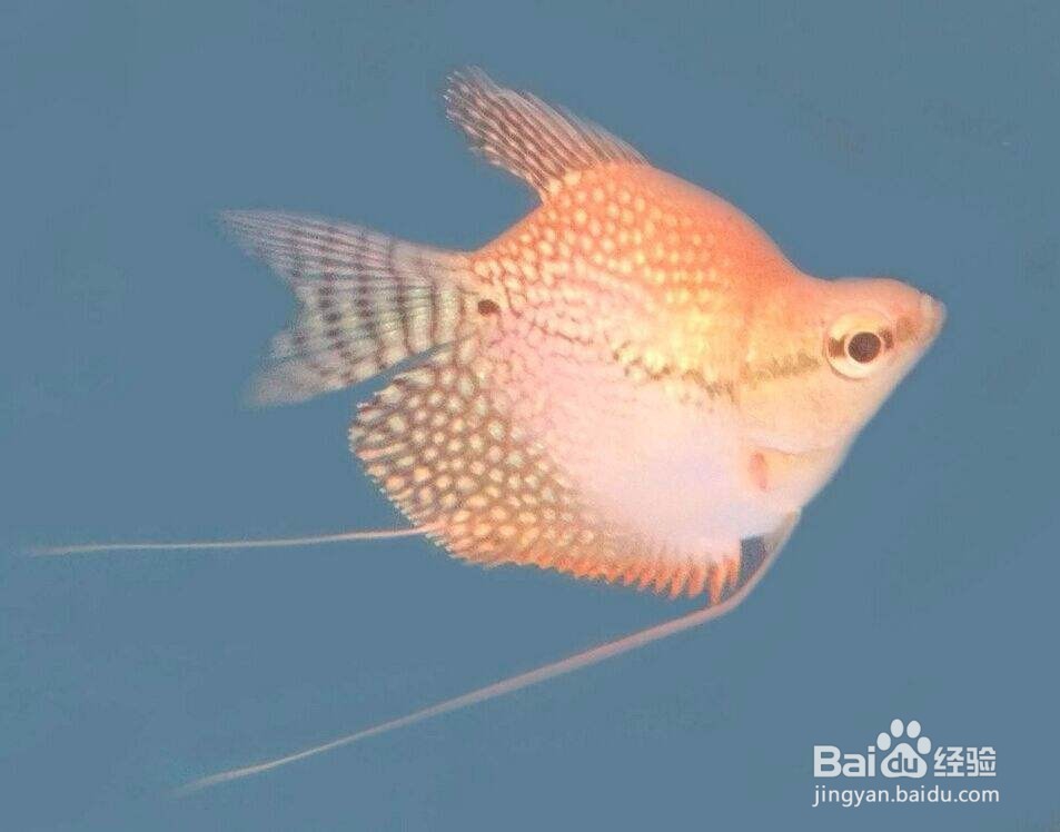 ​怎样鉴别和繁殖珍珠玛丽鱼