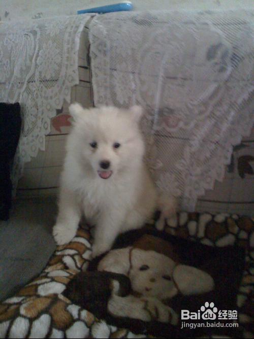 萨摩耶铅中毒的及时解决办法