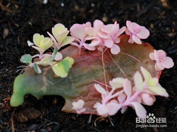 如何养好多肉植物玉吊钟