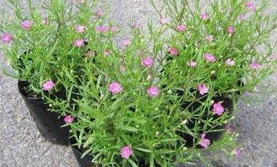 满天星叶子发黄怎么办