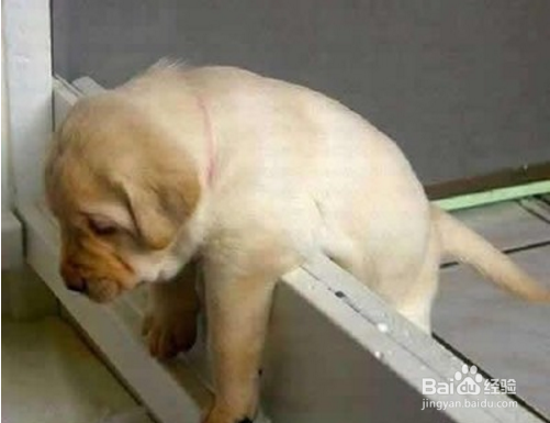 一寸短一寸痛，小短腿的汪搞笑到没有底线，腿到