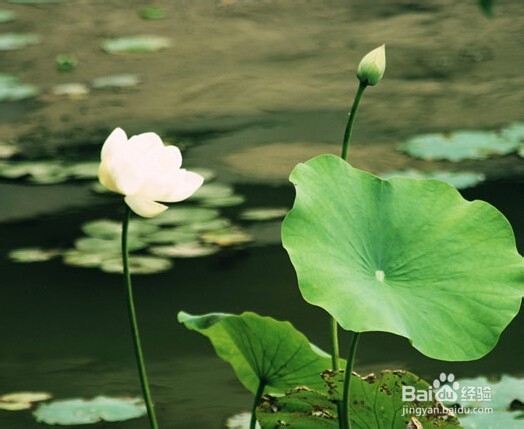 如何过上自然的生活-健康生活：[4]小经验