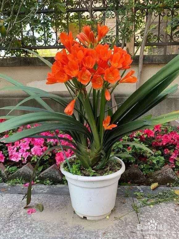 3种花“品味高”,养在家里,档次高,有格调!