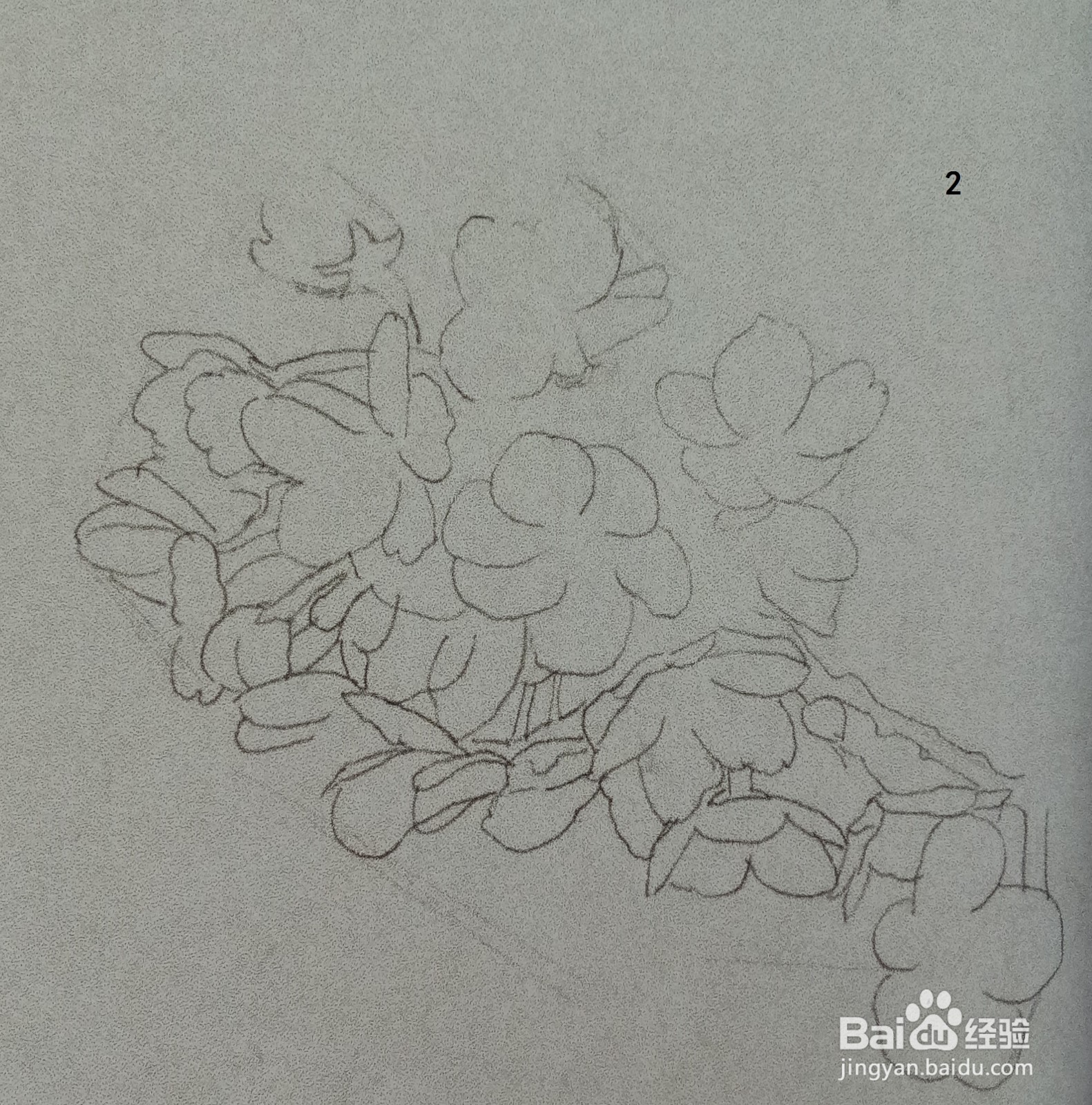 用钢笔绘制一簇桃花的画法