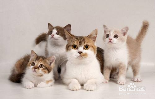 照顾怀孕期间的猫咪有哪些注意事项？