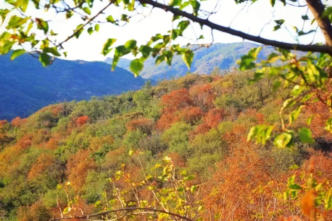 山河已秋  奔赴山野