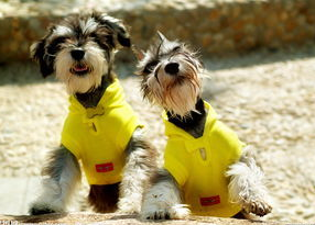 学宠物美容师能拿高薪吗